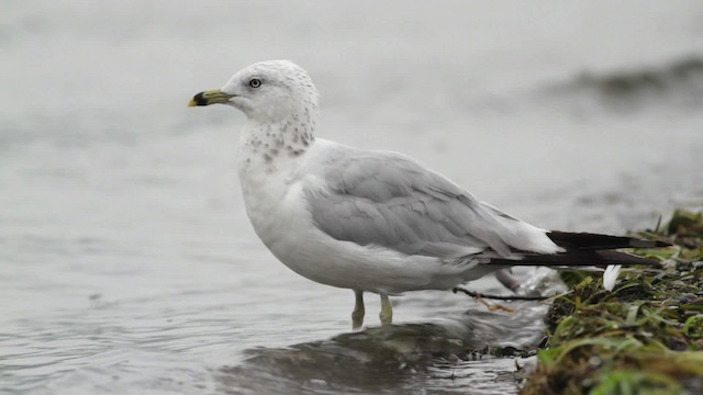 Delawareko kaioa - ML473084
