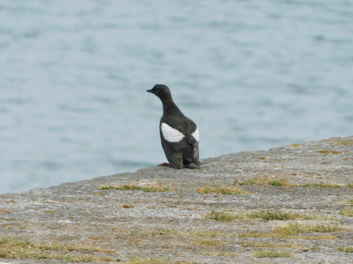 Black Guillemot - ML473084321
