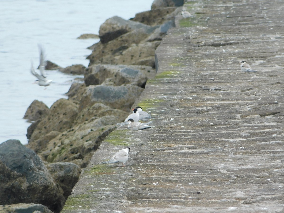 Common Tern - ML473084651