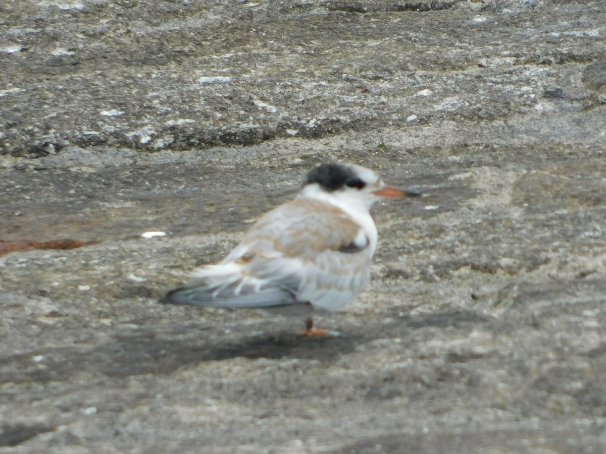 Common Tern - ML473084661