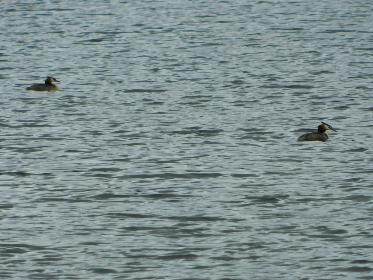 Great Crested Grebe - ML473085001