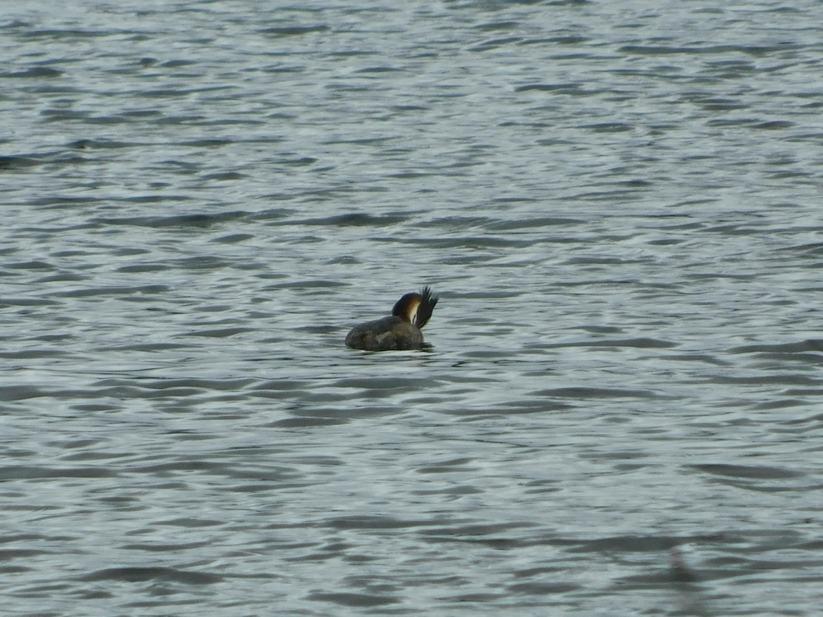 Great Crested Grebe - ML473085011