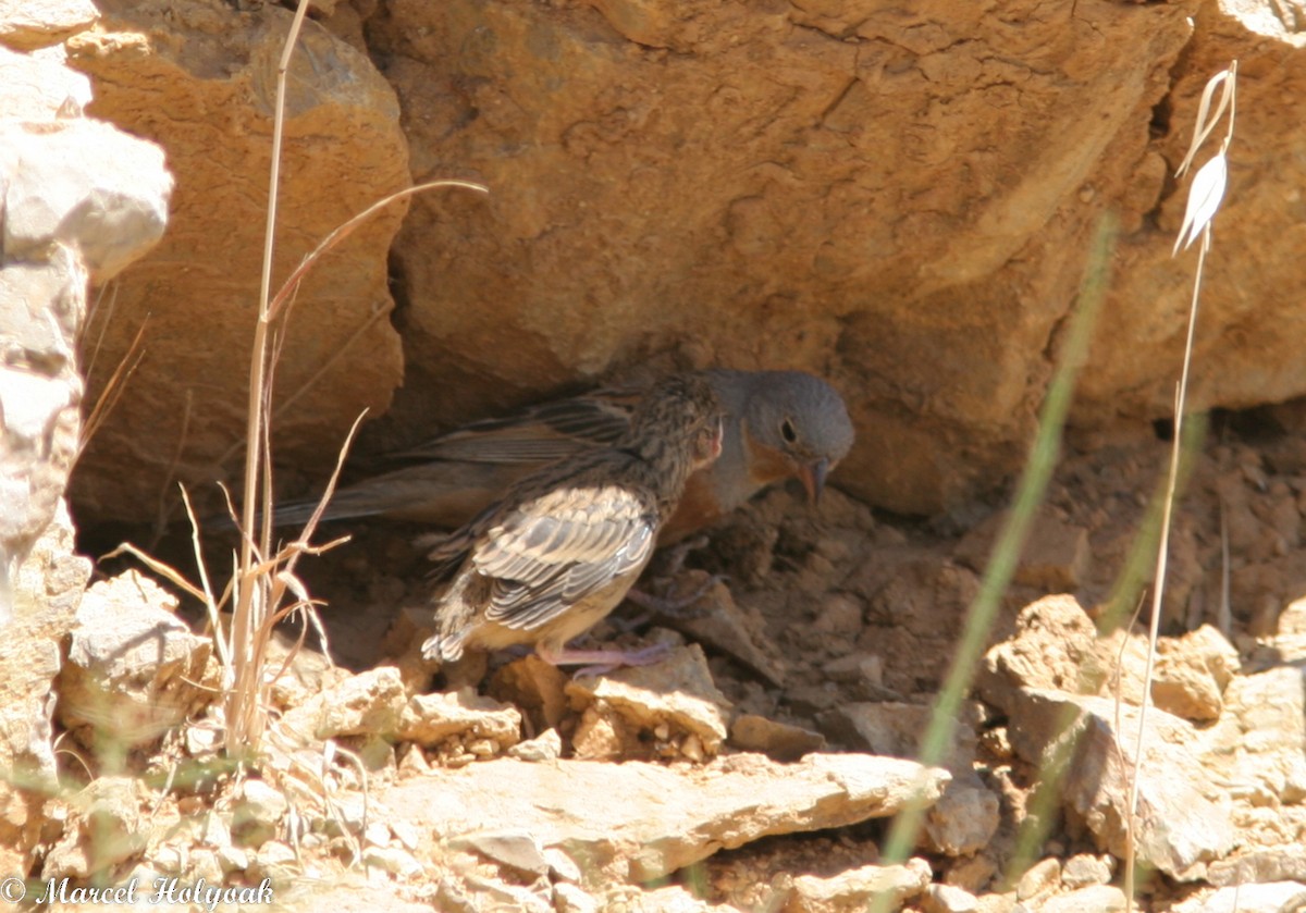 Cretzschmar's Bunting - Marcel Holyoak