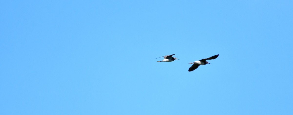 Lesser Yellowlegs - ML473085071