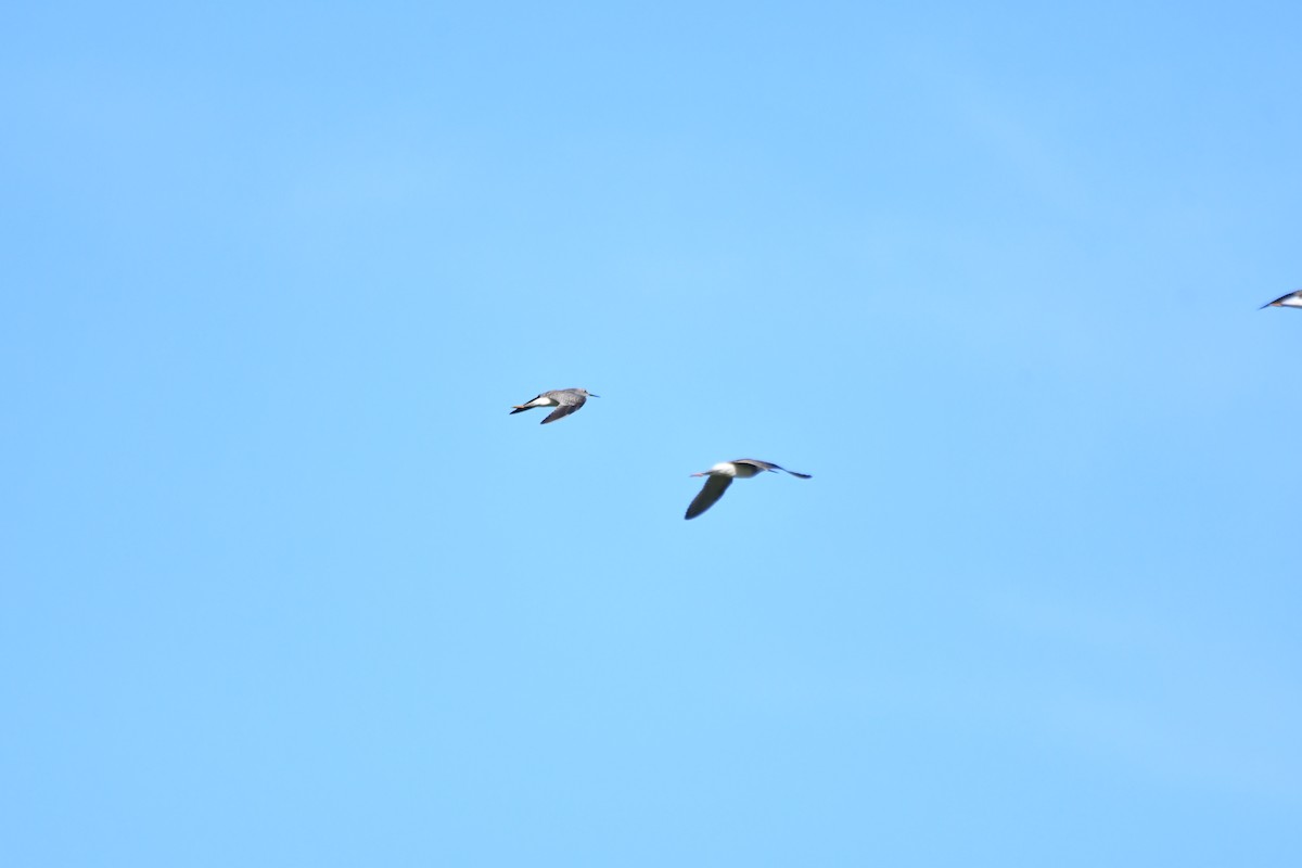 Lesser Yellowlegs - ML473085111