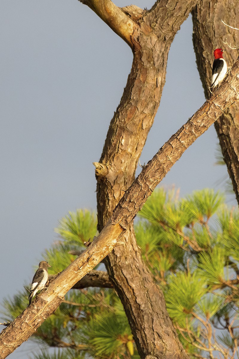 Red-headed Woodpecker - ML473085201