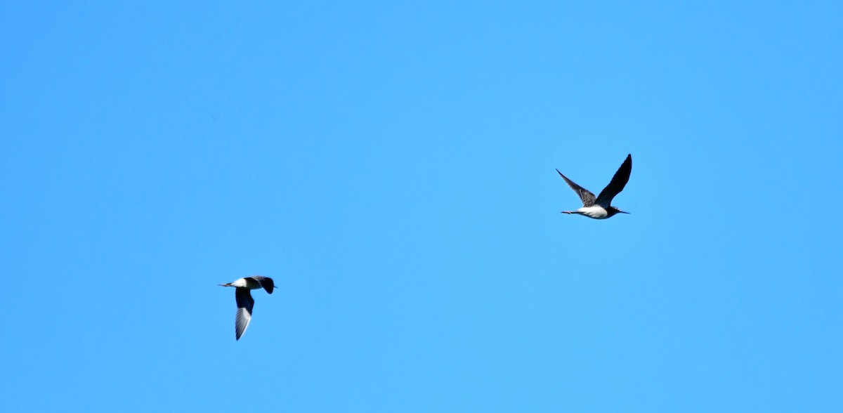 Lesser Yellowlegs - ML473085221