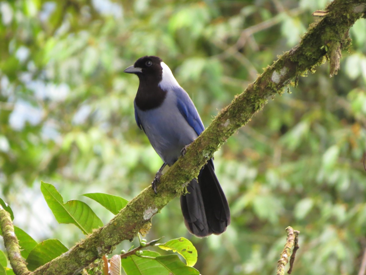 Violaceous Jay - Johnnier Arango 🇨🇴 theandeanbirder.com