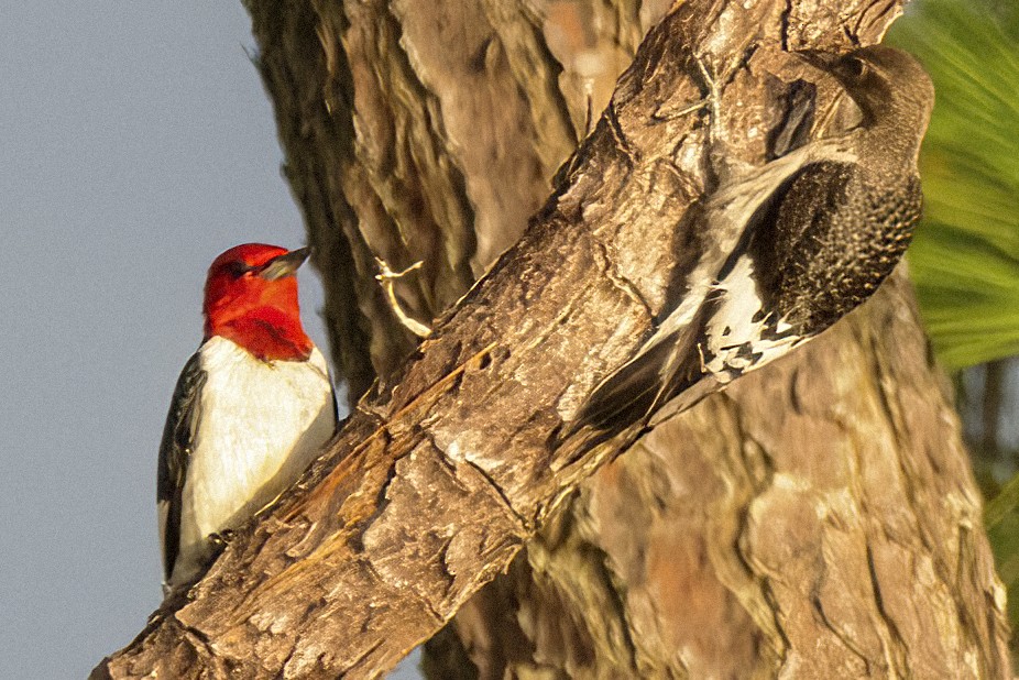Red-headed Woodpecker - ML473085351