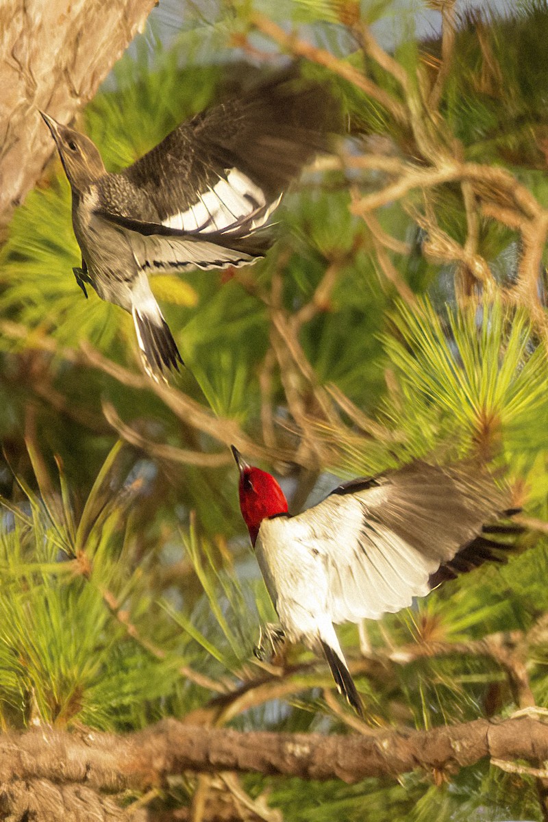 Red-headed Woodpecker - ML473085361