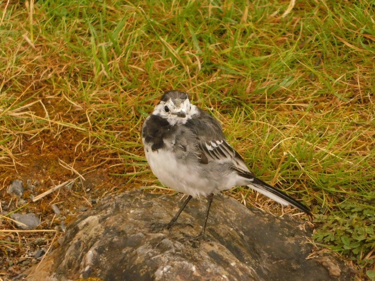 White Wagtail - ML473085391