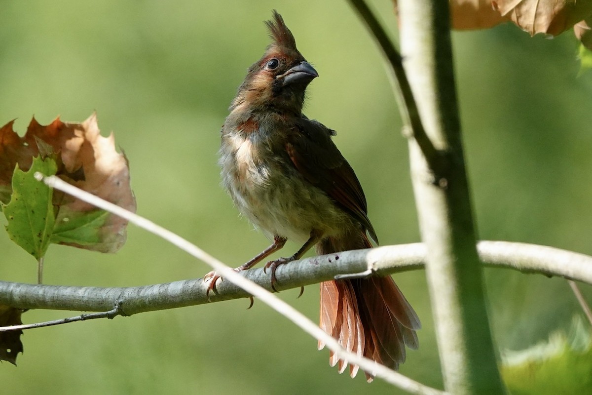 Northern Cardinal - ML473085681