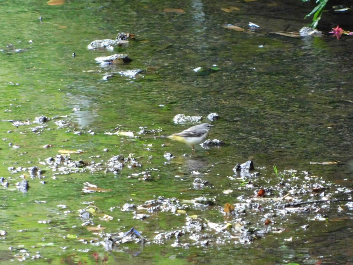 Gray Wagtail - ML473085691