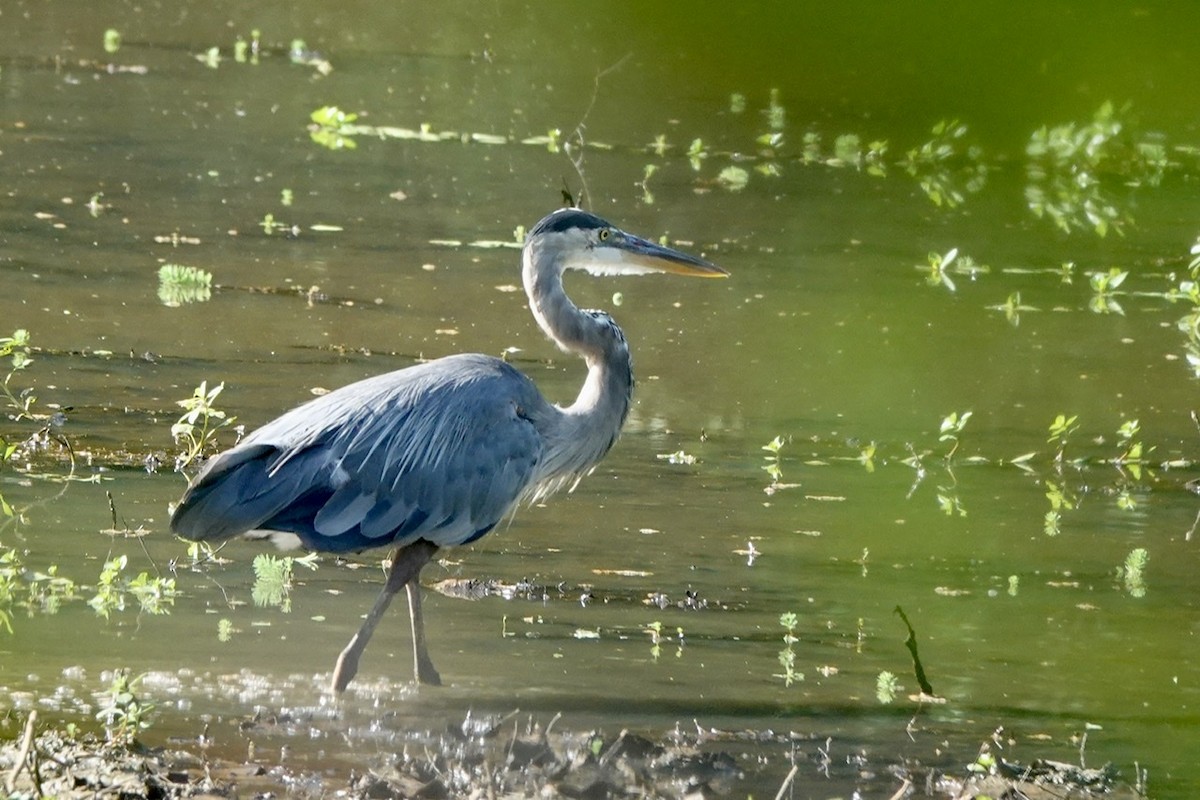 Great Blue Heron - ML473085791