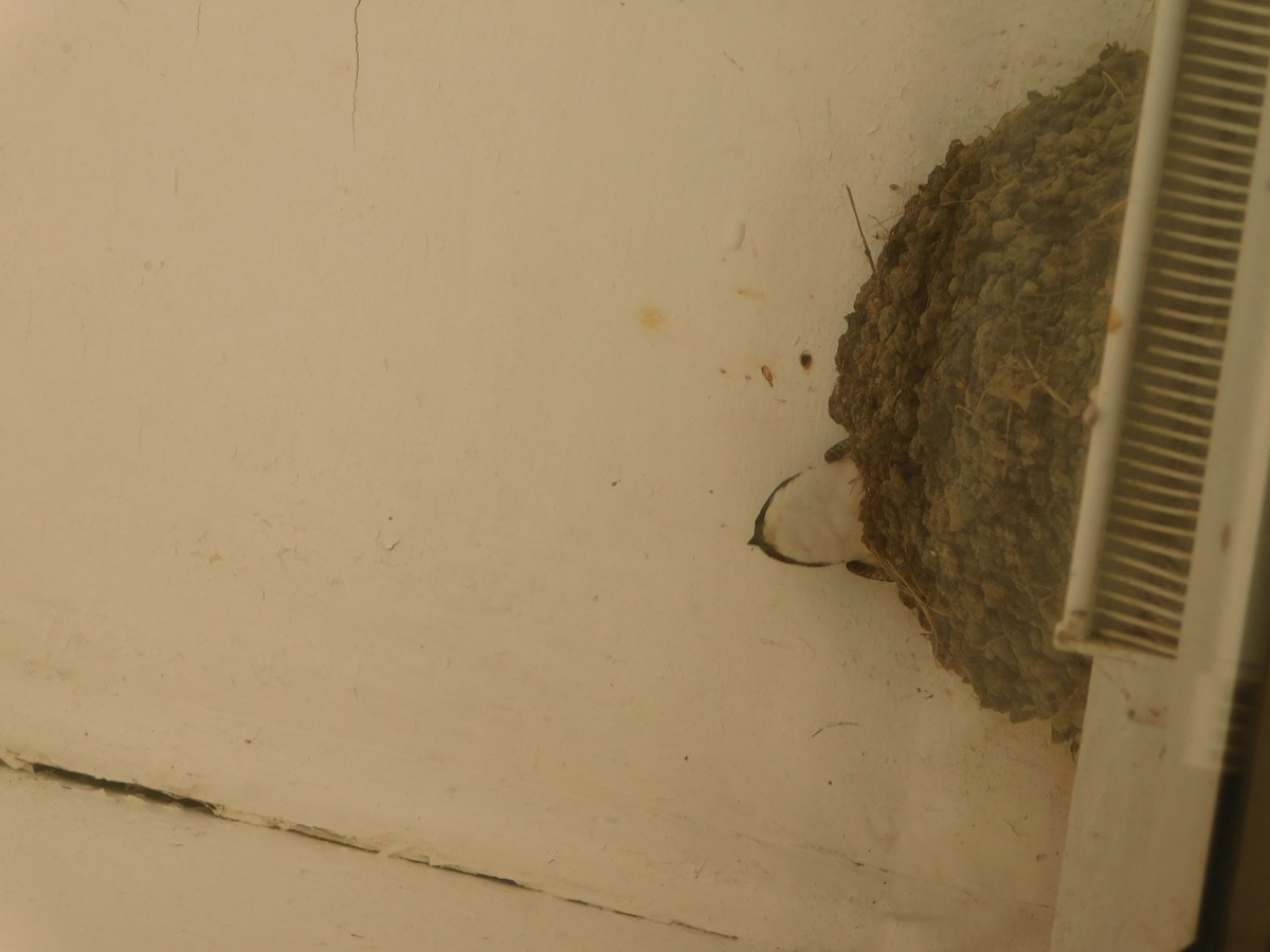 Western House-Martin - ML473085841