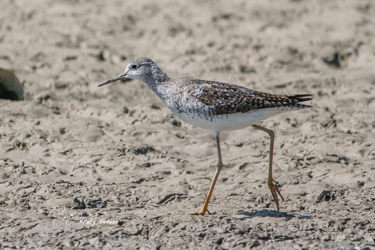 Lesser Yellowlegs - ML473086291