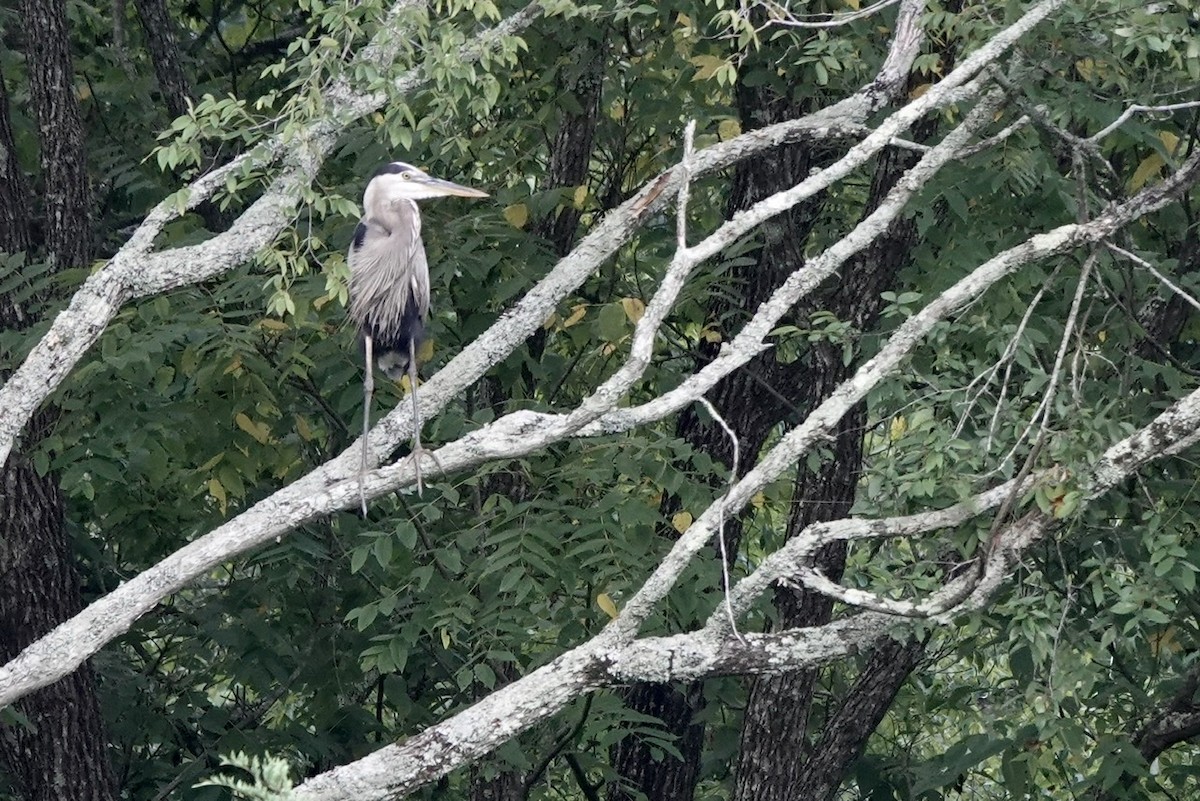 Great Blue Heron - ML473086301