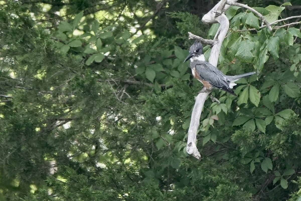 Belted Kingfisher - ML473086521