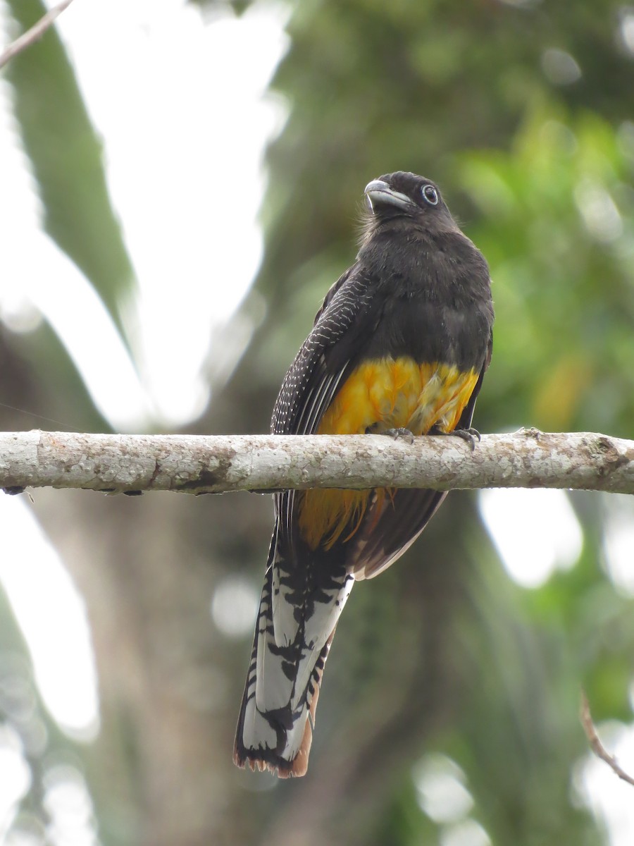 Green-backed Trogon - Johnnier Arango 🇨🇴 theandeanbirder.com