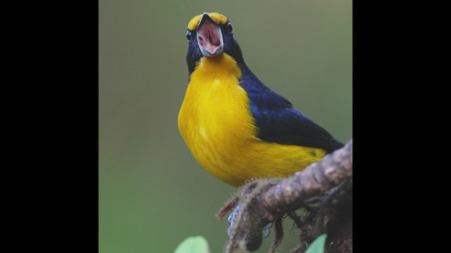 Violaceous Euphonia - ML473087721