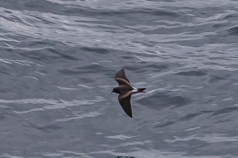 Leach's Storm-Petrel - ML473088191