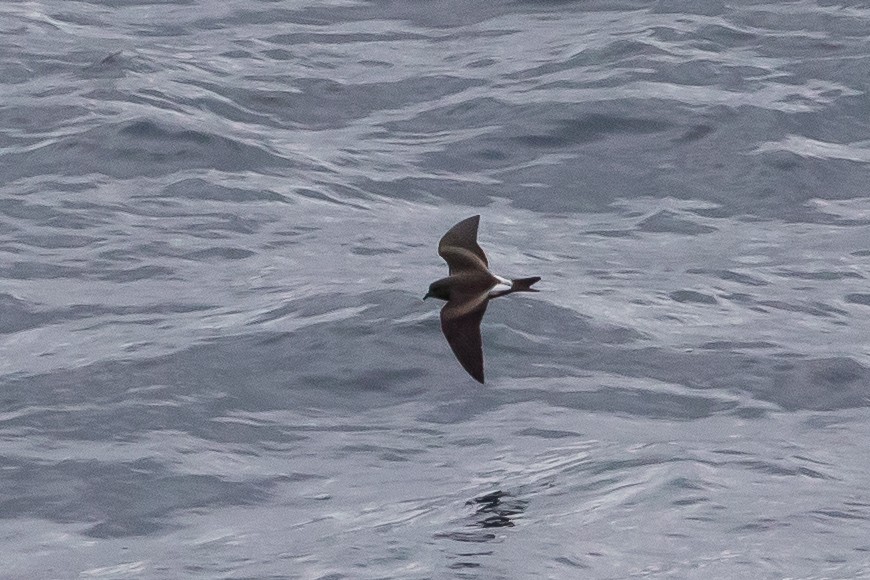 Leach's Storm-Petrel - ML473088661