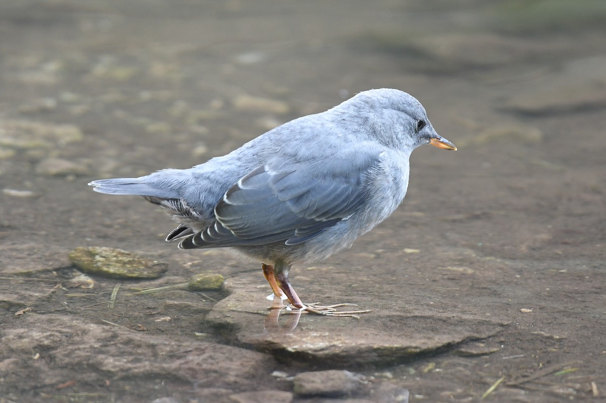 American Dipper - ML473088741