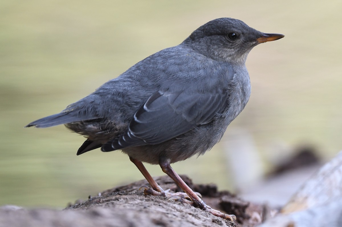 American Dipper - ML473088761