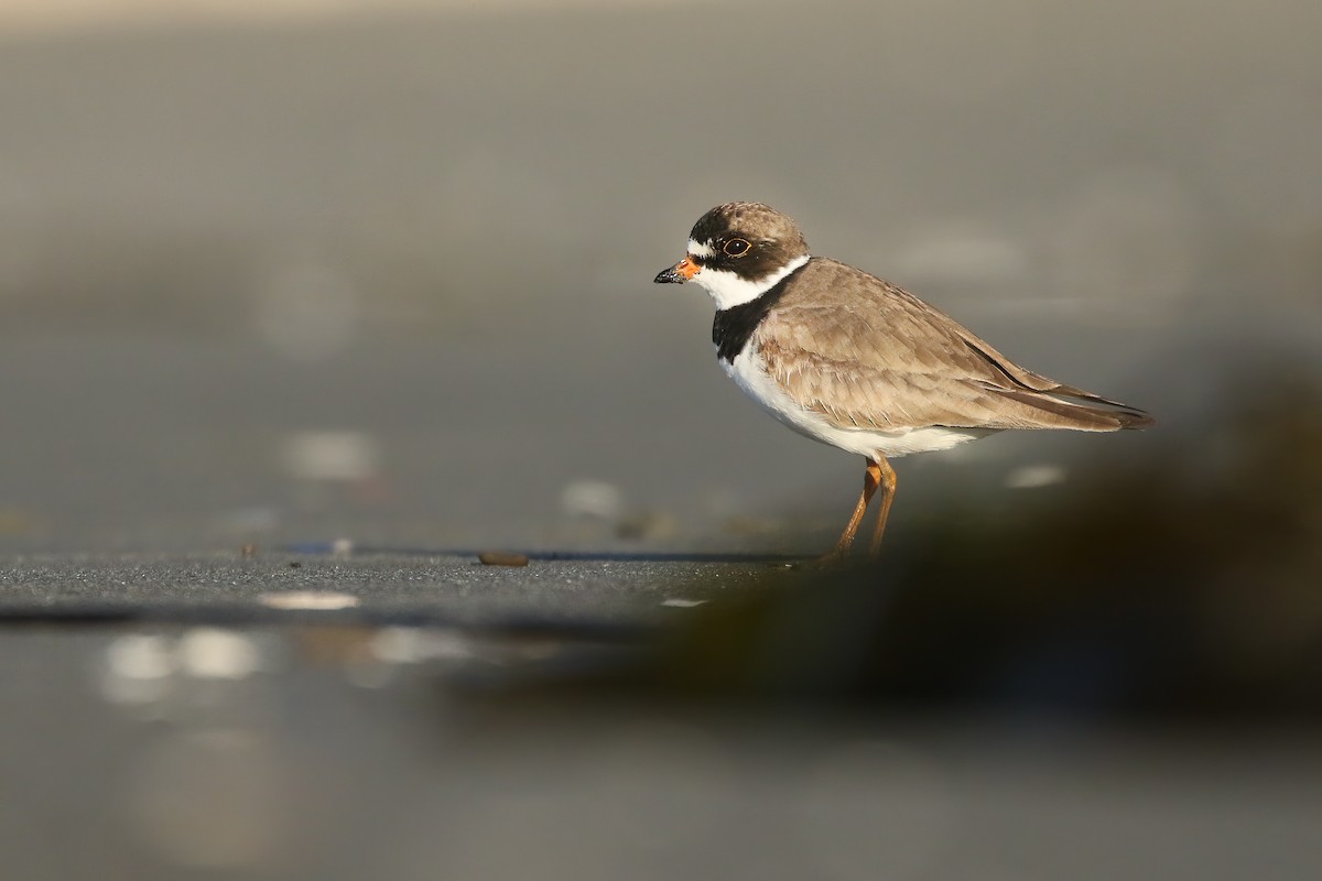 Semipalmated Plover - ML473089421