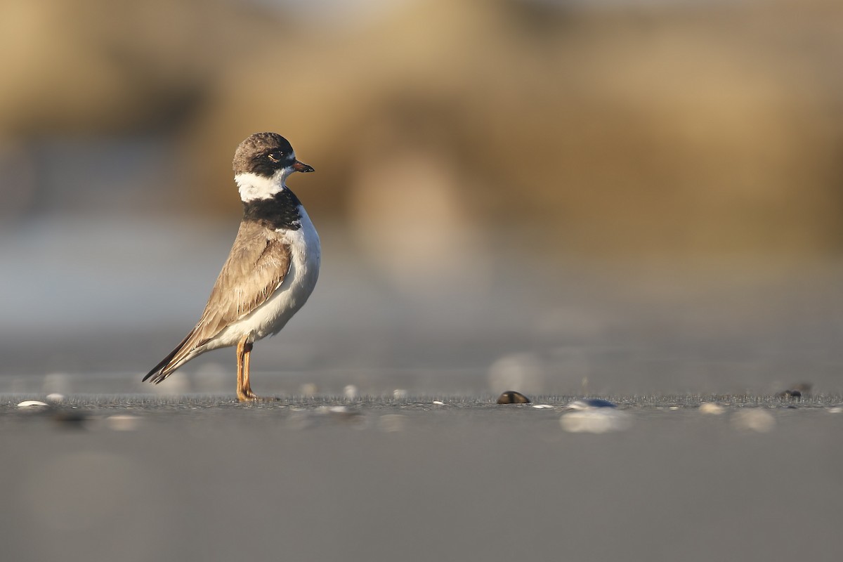 Semipalmated Plover - ML473090301