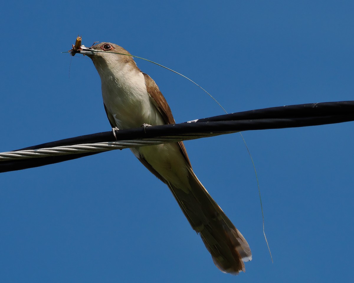 Black-billed Cuckoo - ML473090381