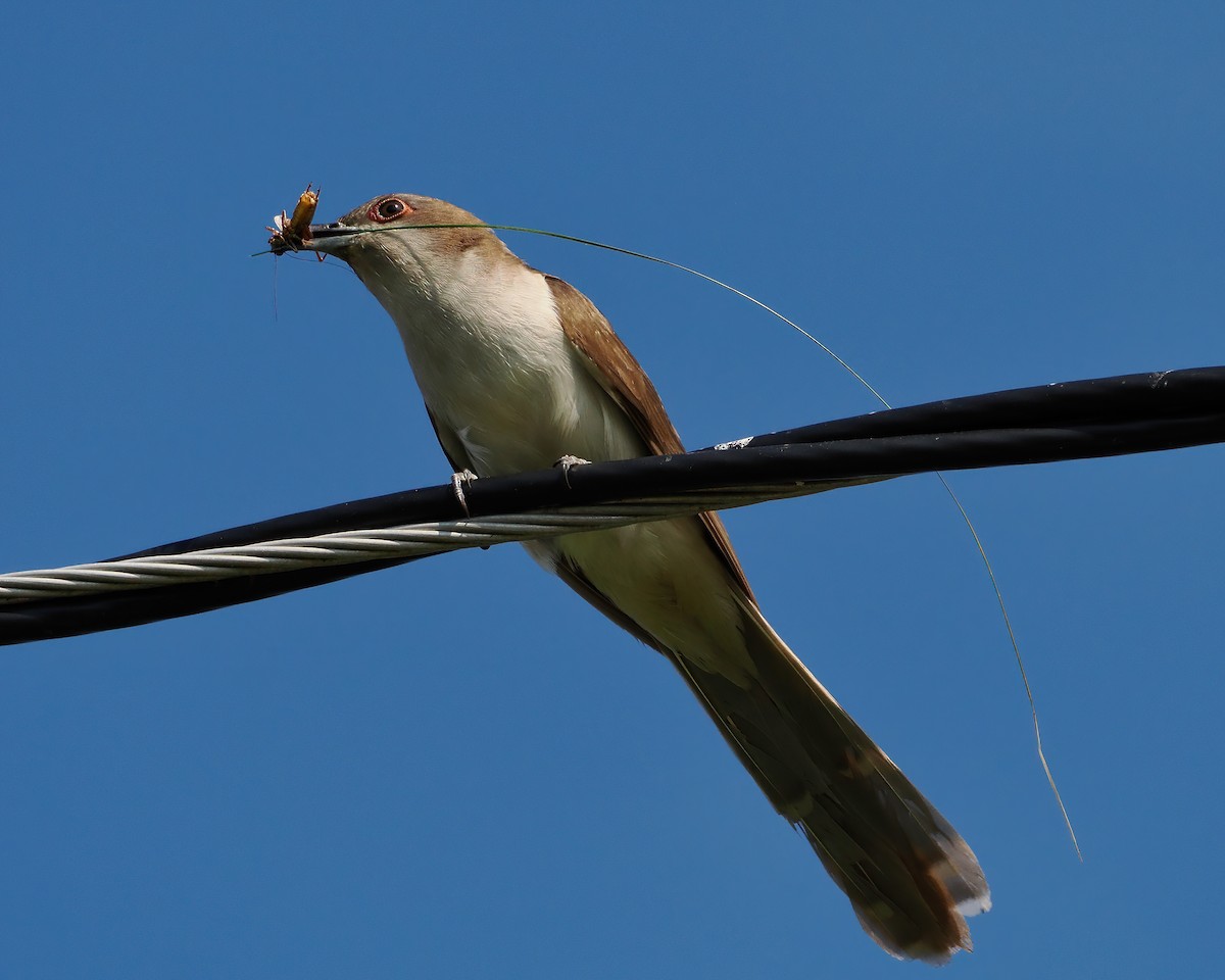 Black-billed Cuckoo - John Felton