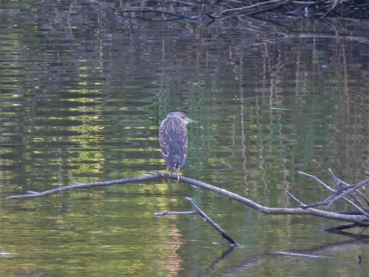 Black-crowned Night Heron - ML473090861