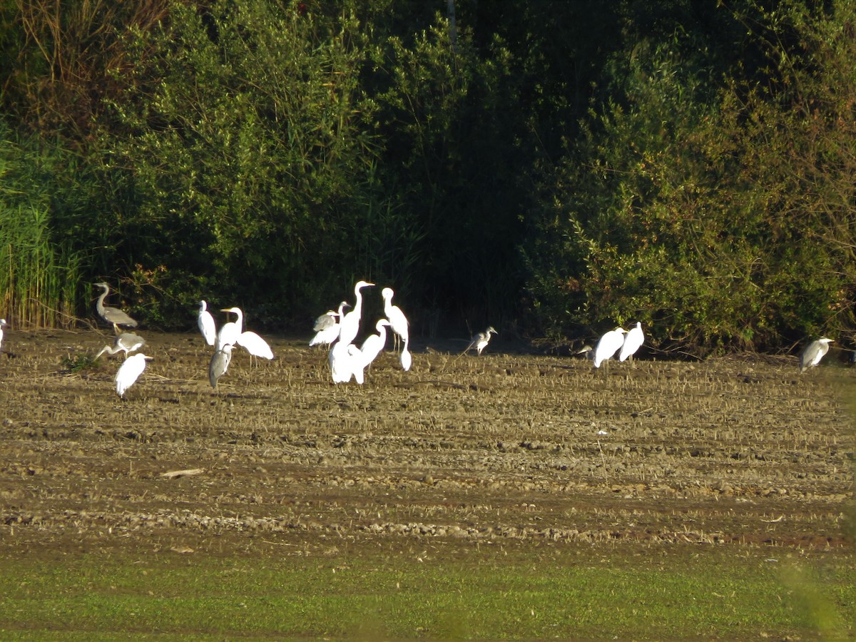 Great Egret (alba) - ML473090871