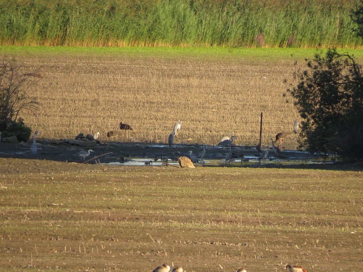 Black Stork - ML473091021