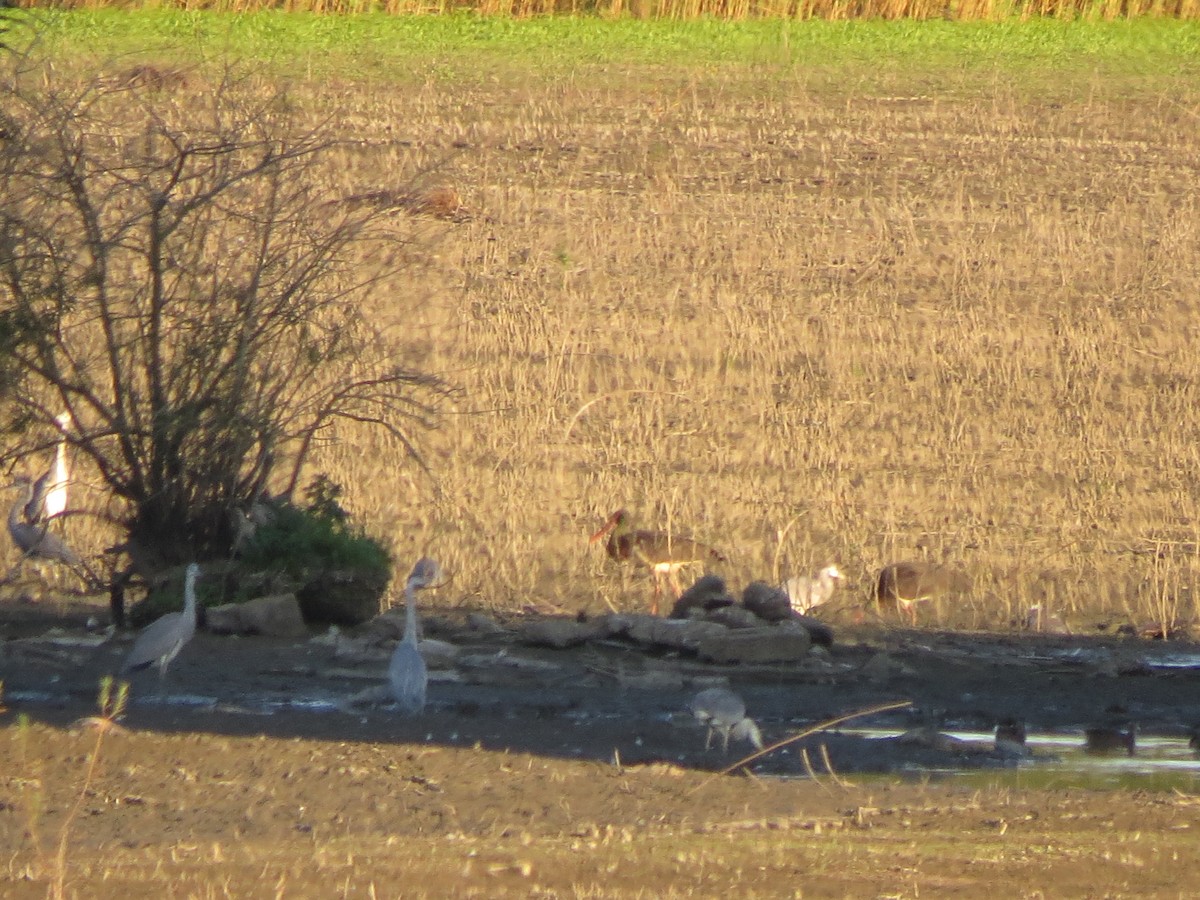 Black Stork - ML473091031