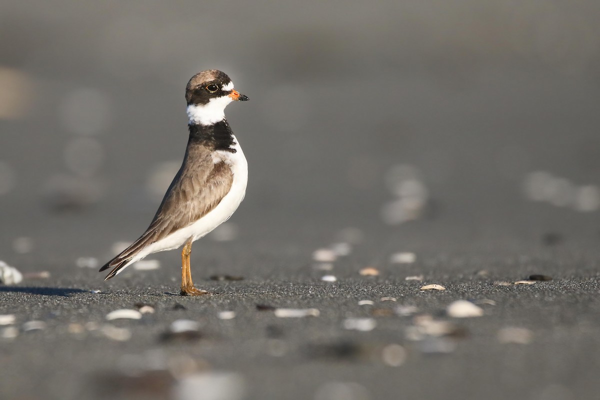 Semipalmated Plover - ML473091201