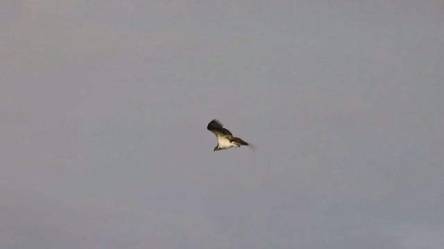 Osprey - ML473091211