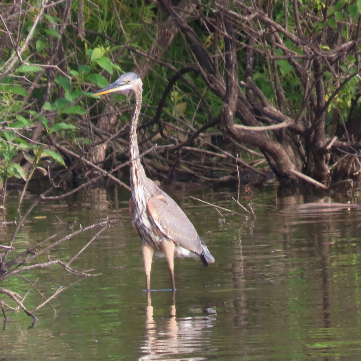 Great Blue Heron - ML473091341