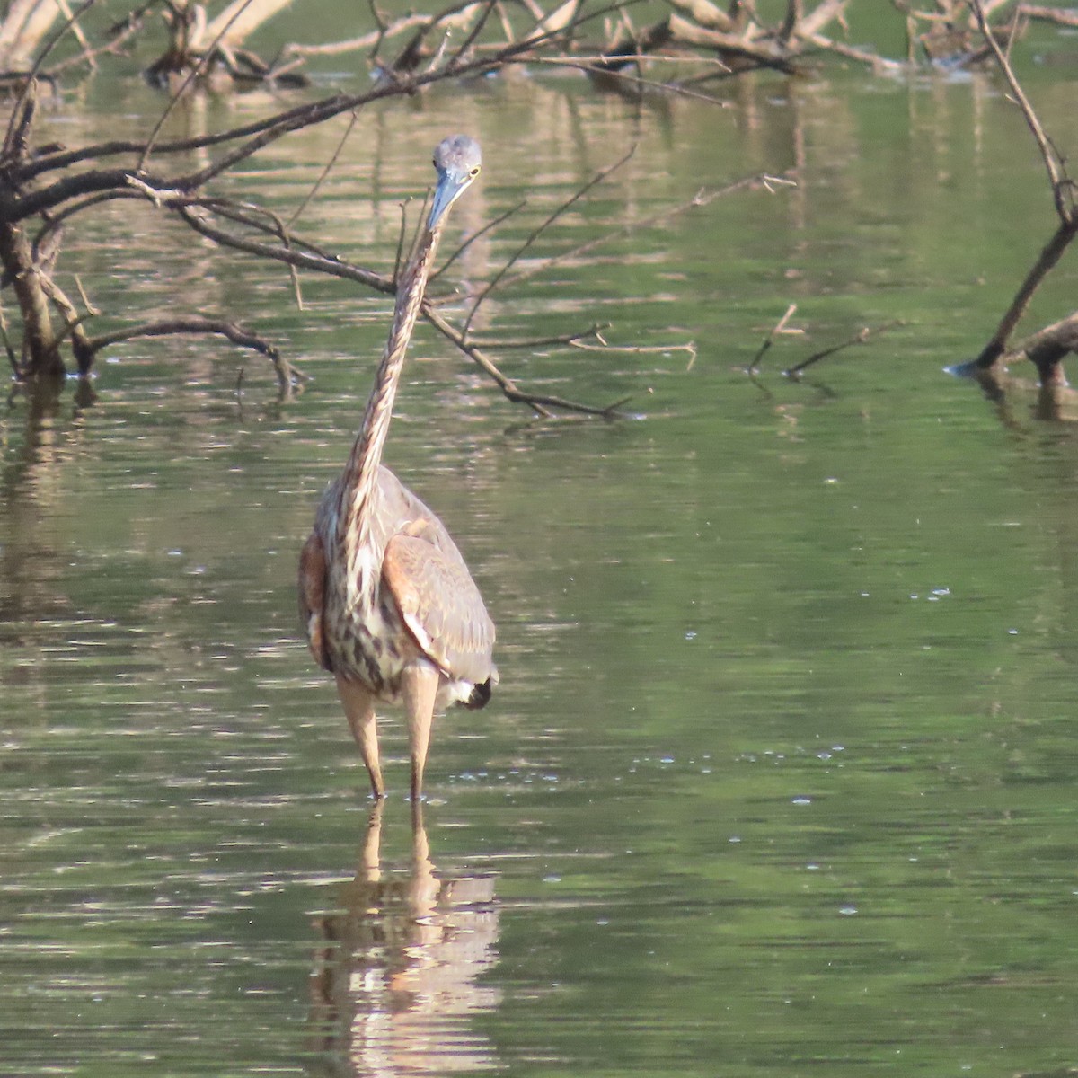 Great Blue Heron - ML473091401