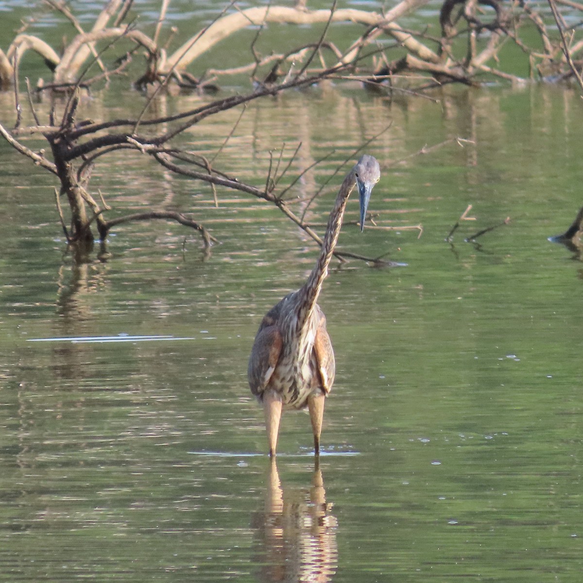 Great Blue Heron - ML473091481