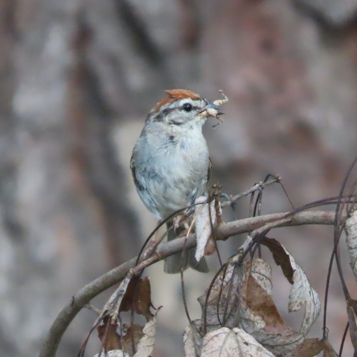 Chipping Sparrow - ML473091541