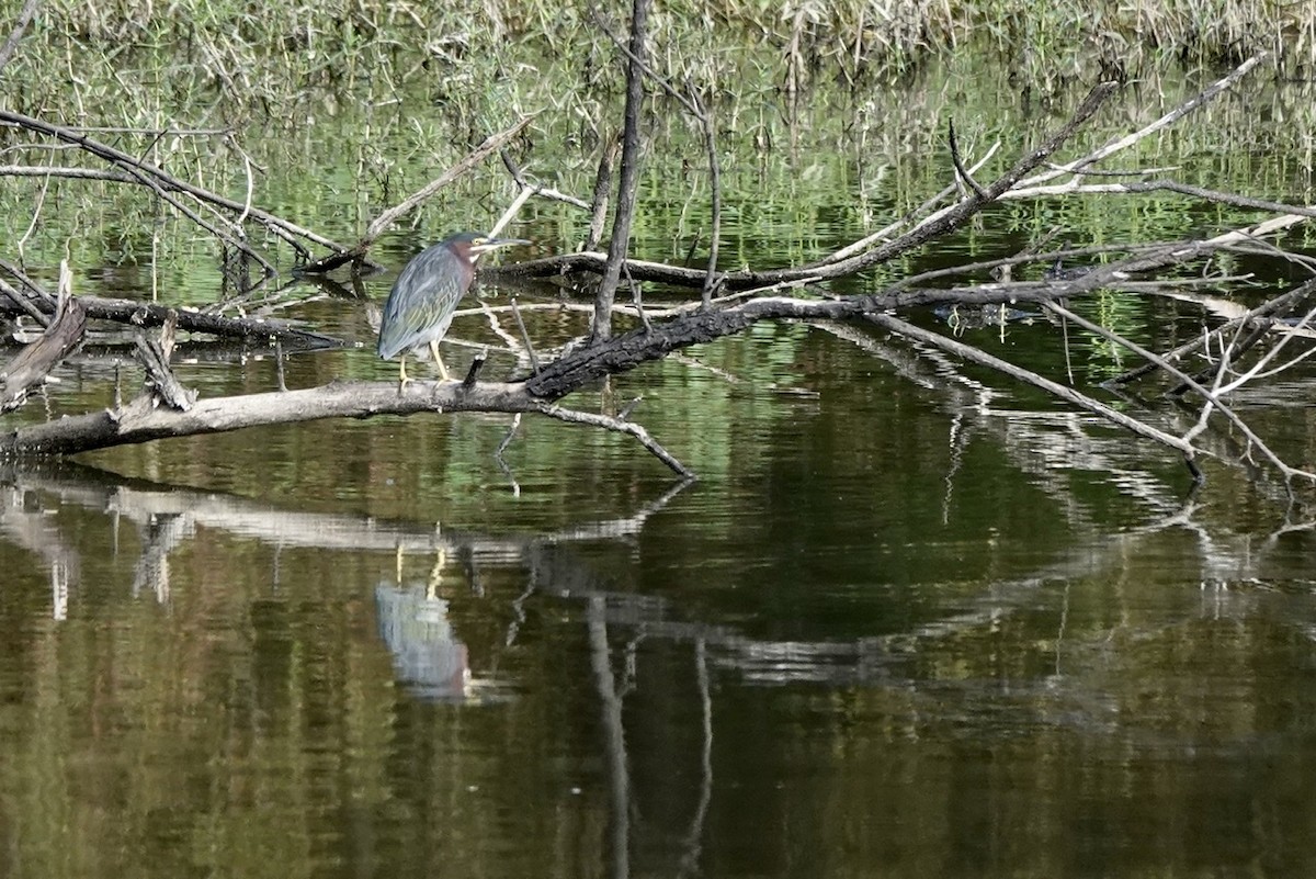 Green Heron - ML473091611