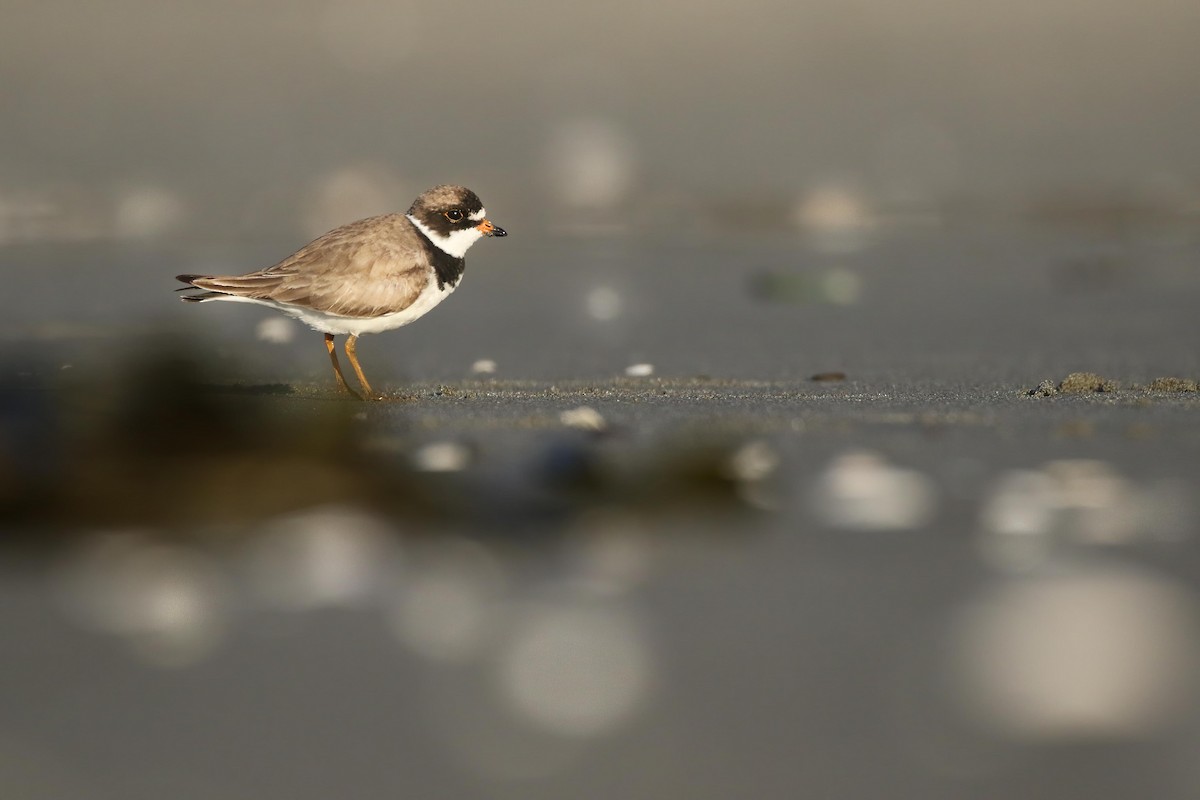 Semipalmated Plover - ML473091681
