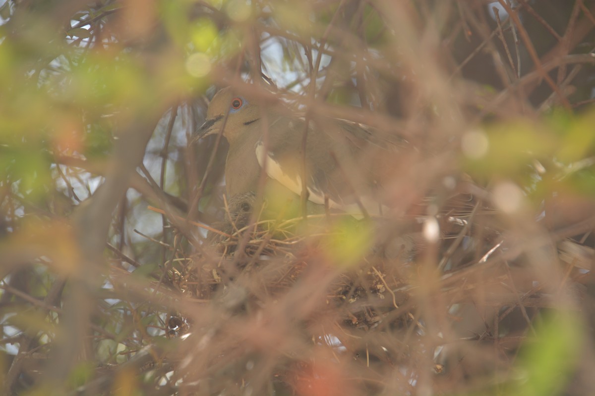 White-winged Dove - ML473091741