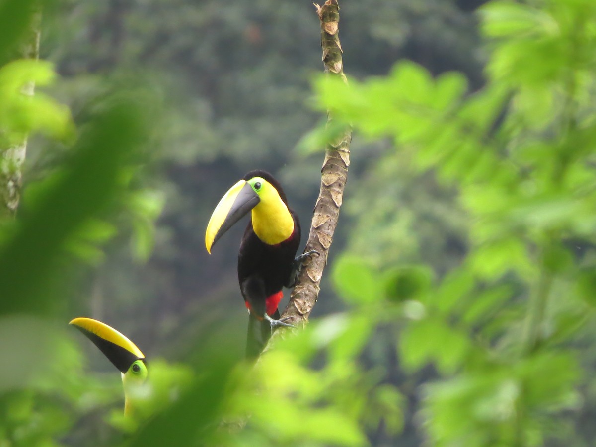 Choco Toucan - Johnnier Arango 🇨🇴 theandeanbirder.com