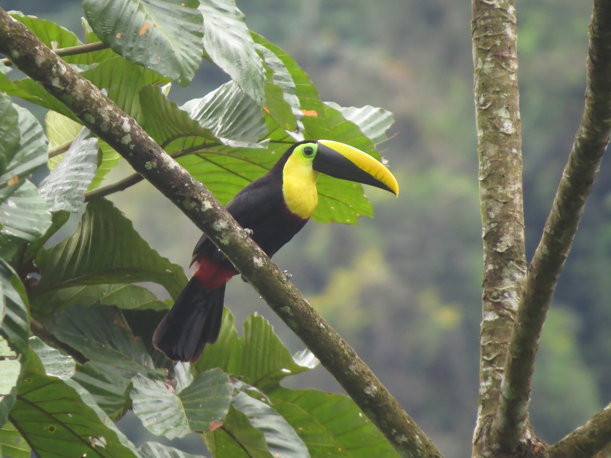 Tucán del Chocó - ML473092051