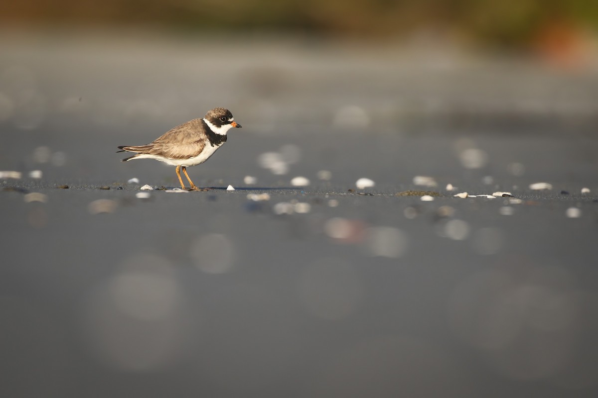 Semipalmated Plover - ML473092231