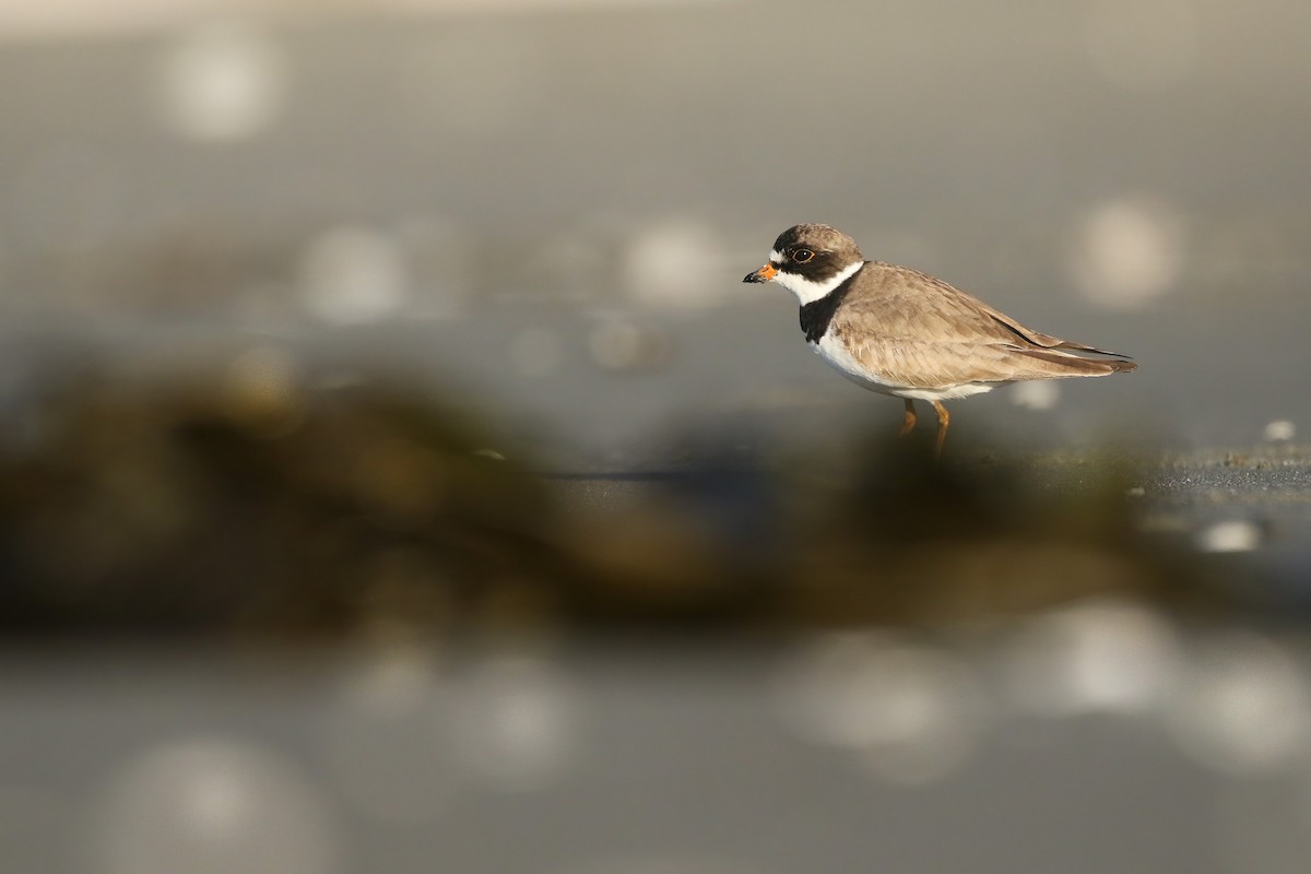 Semipalmated Plover - ML473092341