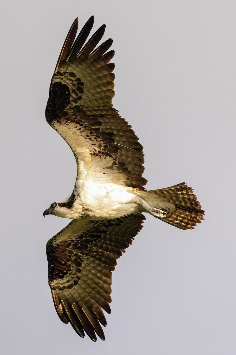 Osprey - ML473093341